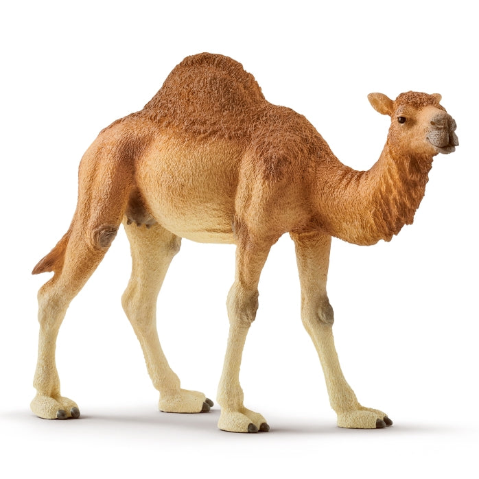 schleich-dromedary-14832